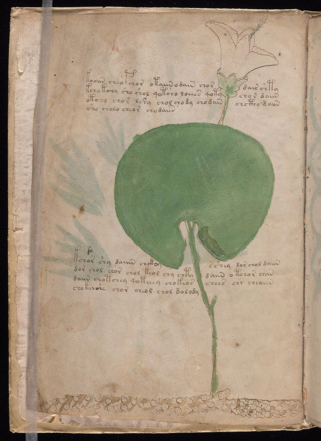 Herbal Page 4